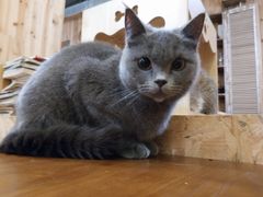 -猫色咖啡·猫咖