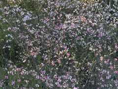 -攀枝花公园