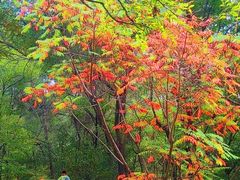 -长白岛森林公园