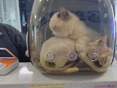 -北京观赏动物医院·24小时大型综合·猫专科·异宠专科