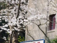 -武汉大学-樱园