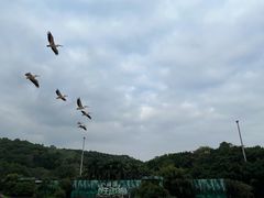 -深圳野生动物园