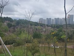 -聚龙山公园