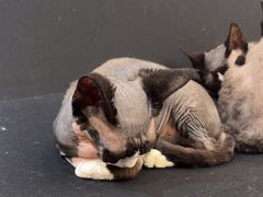 -琪喵猫屋·撸猫猫咖·猫舍