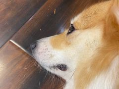 -豆柴町-柴犬主题狗咖(红鼎国际C座店)