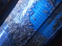 -特色酱椒鱼私房菜(黄鹤楼店)