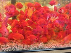 -双季花艺园艺市场(浦东店)