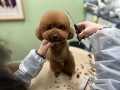 -鑫艺宠物美容培训学校