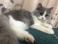 -lincat·猫舍(广州店)