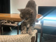 -猫色咖啡·猫咖