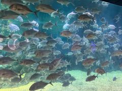 -烟台海昌鲸鲨海洋公园