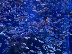 -成都浩海立方海洋公园