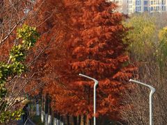 -昆山城市生态森林公园