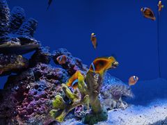 -上海海洋水族馆