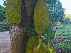 -侯臣咖啡文化村