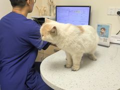 -宠颐生猫科·内科皮肤科(西平世纪城店)