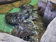 -重庆欢乐海底世界