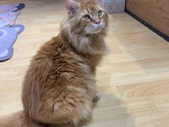 -藏猫猫咖啡主题馆(中央大道店)