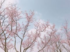 -顾村公园