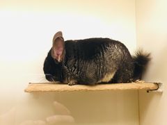 -龙猫仔乐园(惠福东路店)