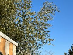 -红栌温泉山庄生态美食餐厅