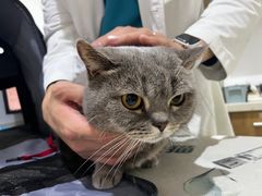 -艾贝尔宠物医院·24H转诊中心·肿瘤猫专科(江宁双龙店)
