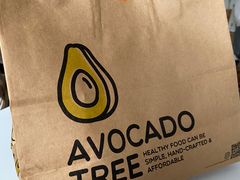 -油梨树 AVOCADO TREE(亮马桥店)