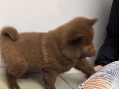 -瑞派康怡24h宠物医院·犬猫医疗中心·微创绝育(瑞景分院)
