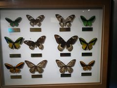 -上海昆虫博物馆