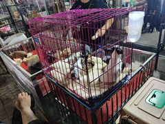 -中环花鸟鱼虫市场