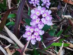 -王借岗森林公园