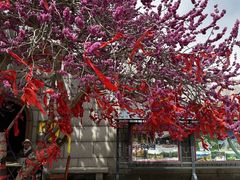 -石岛赤山风景区