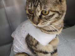 -A猫a狗全科·犬猫异宠·芥西宠物医院(南开总院)