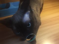 -猫十亿·布偶金渐层·曼基康矮脚猫舍(青年路店)