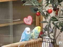 -瑞派·关忠动物医院·异宠专科·犬猫肿瘤·皮肤专科(望京店)