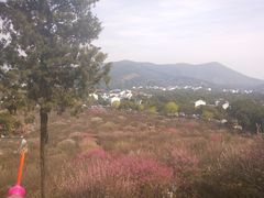 -香雪海
