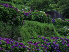 -鼓岭旅游度假区