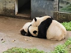 -都江堰中华大熊猫苑
