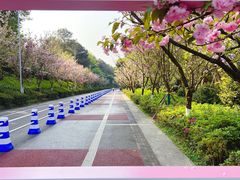 -铁山坪森林公园