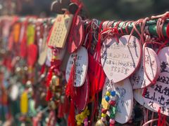 -西双版纳原始森林公园