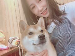 -柴源莊·柴小宠柴犬咖啡