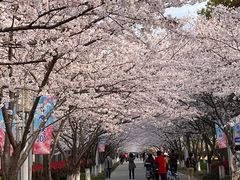-高东镇樱花园