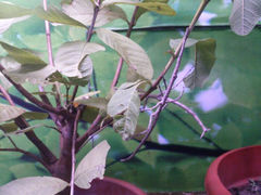 android_upload_pic-上海大自然野生昆虫馆
