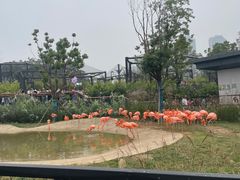 -武汉动物园