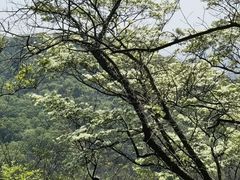 -南京老山国家森林公园
