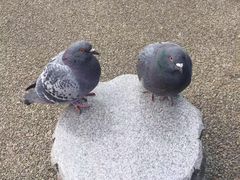 -台场海滨公园船码头