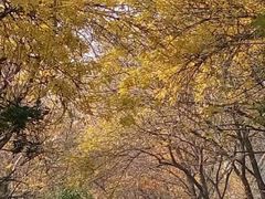 android_upload_pic-三里屯东五街银杏大道