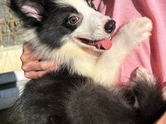 -悠尼宠物·独立低压伊珊娜洗护·美容·寄养(兰谷路店)