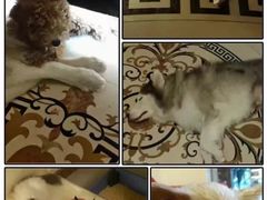 -more than meow吴止猫主题餐厅(承德 中船汇店)