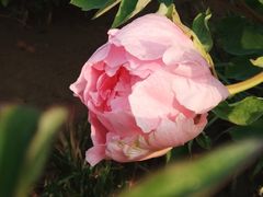 -济南南郊宾馆